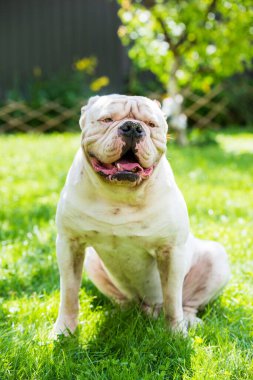 Açık havada beyaz Amerikan Bulldog 'unun portresi.