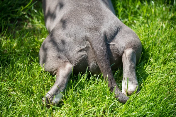 Dog paws, back view. Lilac color American Bully puppy dog lying on green grass — Stock Photo, Image