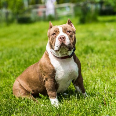 Çikolata rengi Amerikan zorba köpek yavrusu yeşil çimlerde