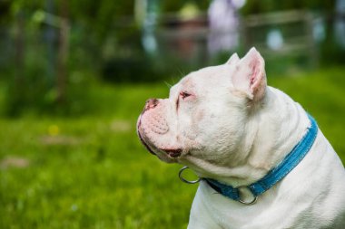 Beyaz renkli Amerikalı erkek zorba köpek portresi yeşil çimlerde