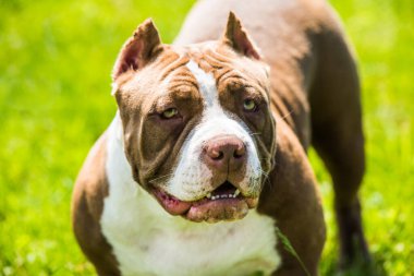 Çikolata rengi Amerikan kabadayı köpeği yeşil çimlerin üzerinde