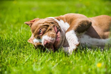 Çikolata rengi Amerikan kabadayı köpeği yeşil çimlerin üzerinde yatıyor.