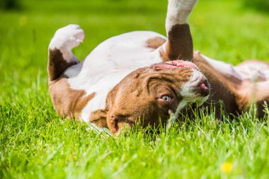 Çikolata rengi Amerikan kabadayı köpeği yeşil çimlerin üzerinde yatıyor.
