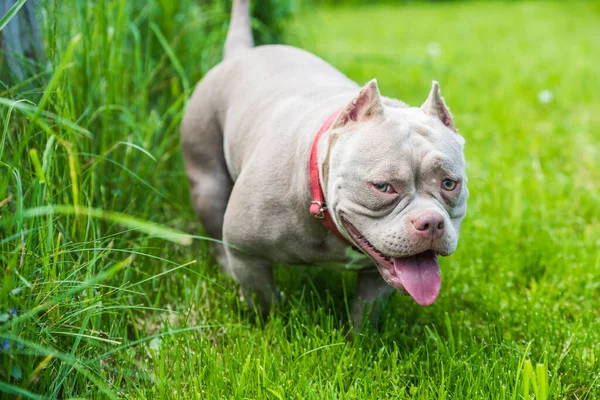 A pocket American Bully puppy dog walking on green grass — 스톡 사진