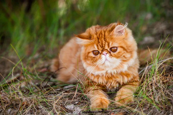 Забавный красный персидский кот ходит по лесной траве — стоковое фото