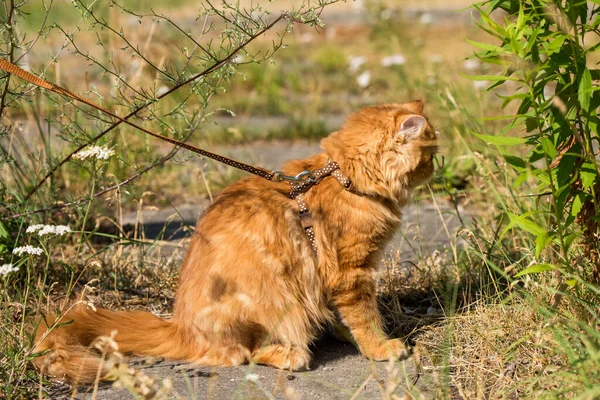 Drôle de rouge persan chat portrait avec une laisse marche dans la cour. — Photo