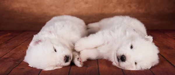 Kaksi pientä yhden kuukauden ikäinen söpö valkoinen Samoyed pennut koirat — kuvapankkivalokuva