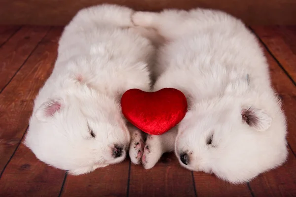 Two small one month old cute white Samoyed puppies dogs with red heart — Stock Photo, Image