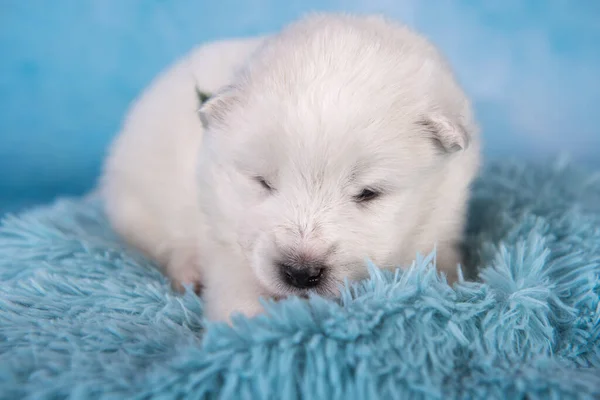 白いふわふわ小さなサモイドの子犬は青い上に座っている — ストック写真
