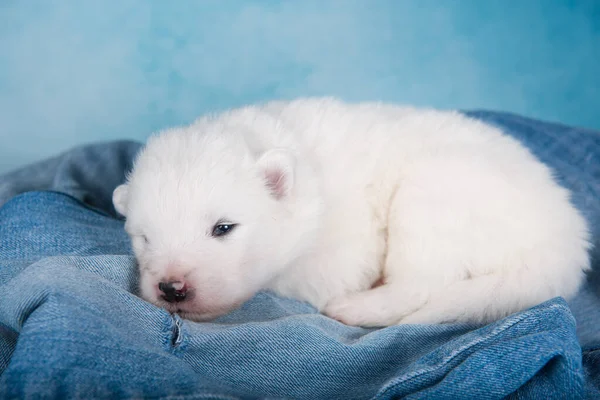 Branco fofo pequeno cachorrinho Samoyed cão em azul jeans fundo — Fotografia de Stock