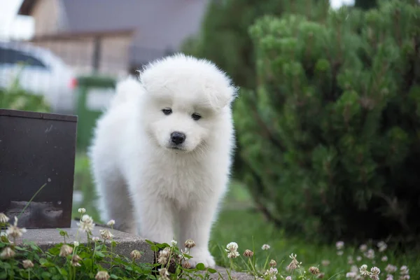 Grappig Samoyed Puppy Tuin Het Groene Gras — Stockfoto