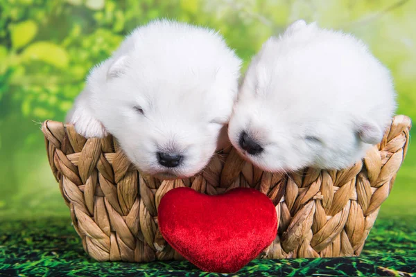 Two White Small Samoyed Puppies Dogs Two Weeks Age Basket — Fotografia de Stock