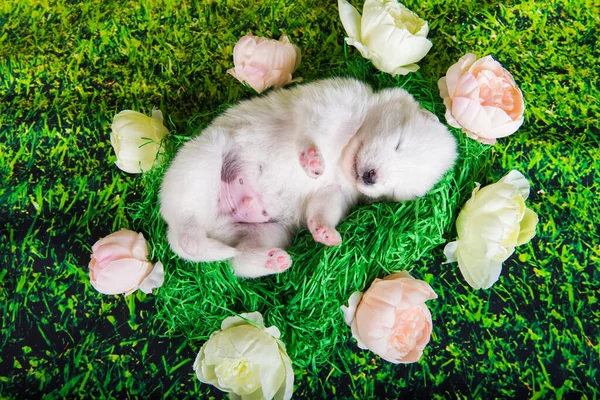 Engraçado Branco Fofo Pequeno Cão Cachorrinho Samoyed Duas Semanas Idade — Fotografia de Stock