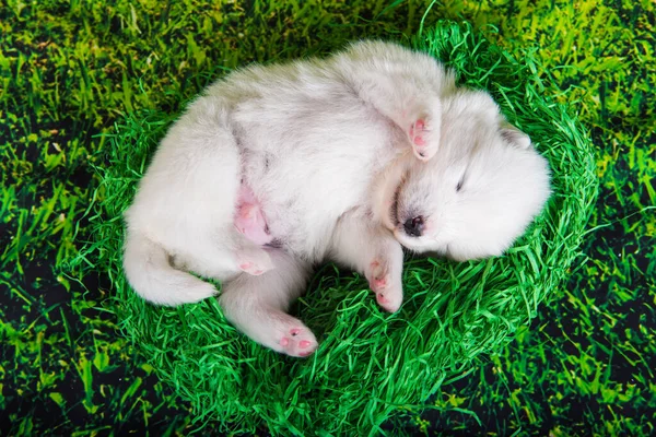 Λευκό Αφράτο Μικρό Σκυλάκι Samoyed Ηλικίας Δύο Εβδομάδων Πράσινο Φόντο — Φωτογραφία Αρχείου