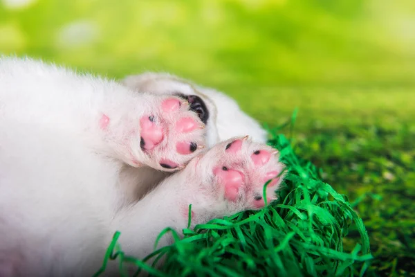 White Small Samoyed Puppy Paws Green Grass Background — Stock Photo, Image