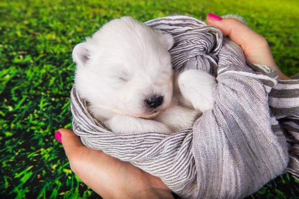 Branco fofo pequeno cachorro Samoyed cão está em um lenço nas mãos — Fotografia de Stock