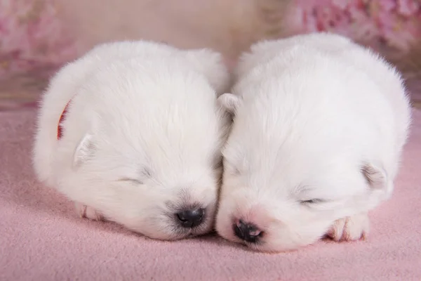 Dva Malé Dva Týdny Věku Roztomilé Bílé Samoyed Štěňata Psi — Stock fotografie