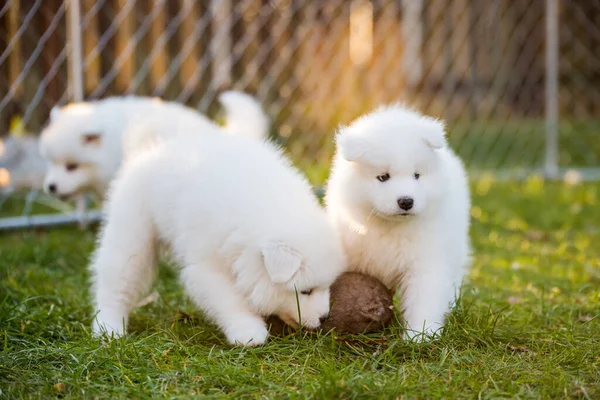 Engraçado Fofo Branco Samoyed Cachorros Cães Estão Jogando — Fotografia de Stock