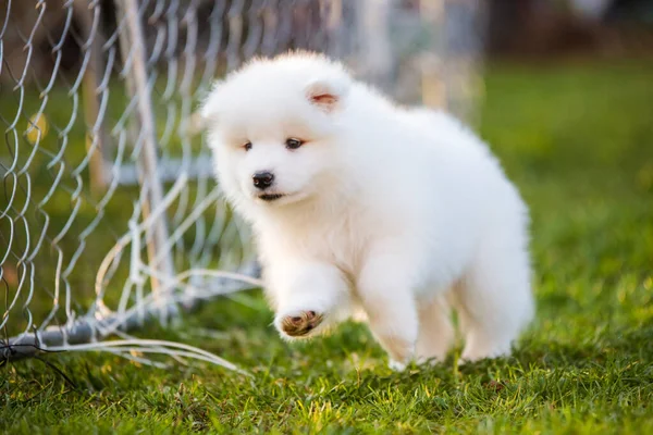 Adorable Samoyed Puppy Running Motion Lawn — Stock Photo, Image