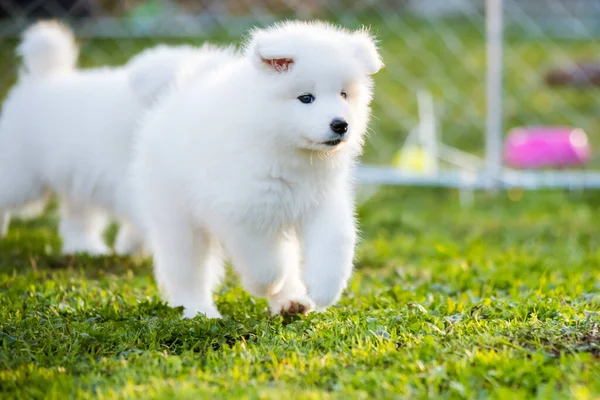 Adorable Samoyed Puppy Running Motion Lawn — Stock Photo, Image