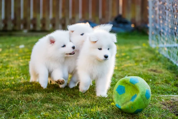 Divertido Esponjoso Blanco Samoyed Cachorros Perros Están Jugando — Foto de Stock