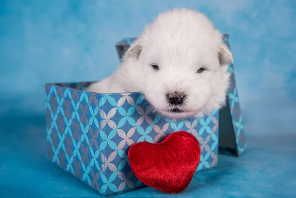 Mavi Arka Planda Bir Hediye Kutusunda Beyaz Tüylü Küçük Samoyed — Stok fotoğraf