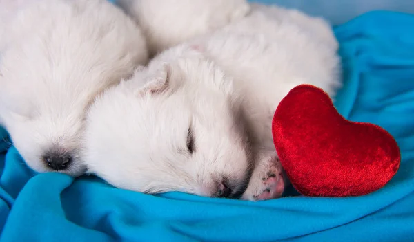Two White Fluffy Small Samoyed Puppies Dogs Lying Blue Background — Fotografia de Stock