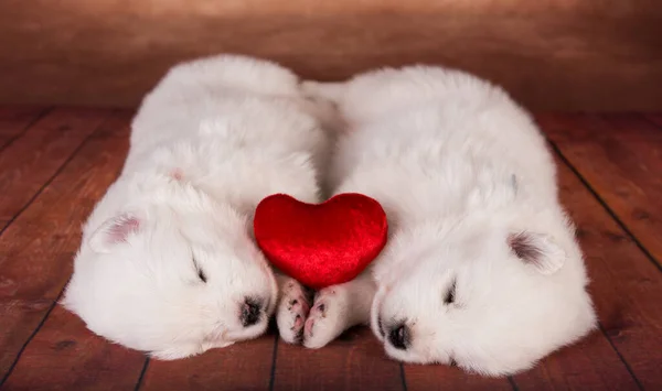 Two Small One Month Old Cute White Samoyed Puppies Dogs — Stock Photo, Image