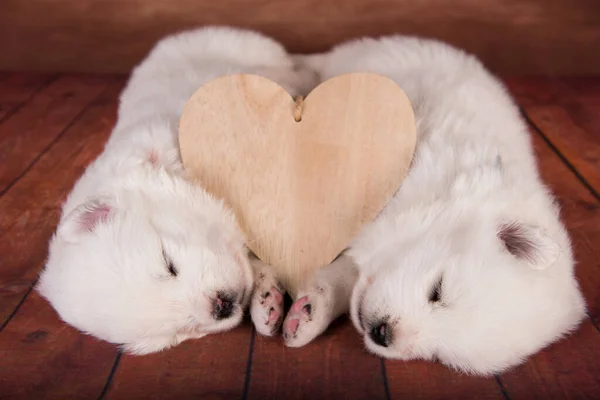 Dois Pequenos Cachorros Brancos Samoyed Cães Com Coração Fundo Madeira — Fotografia de Stock