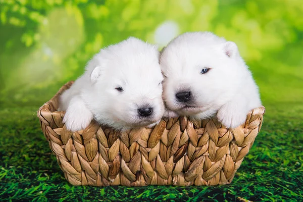 Two White Small Samoyed Puppies Dogs Two Weeks Age Easter — Stock Photo, Image