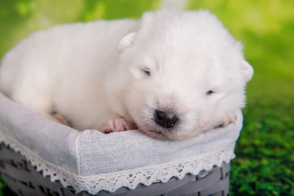 Branco Fofo Pequeno Cachorrinho Samoyed Cão Cesta Páscoa Fundo Grama — Fotografia de Stock