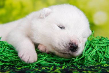 Beyaz tüylü küçük Samoyed köpek yavrusu. İki haftalık yeşil çimen geçmişi var.