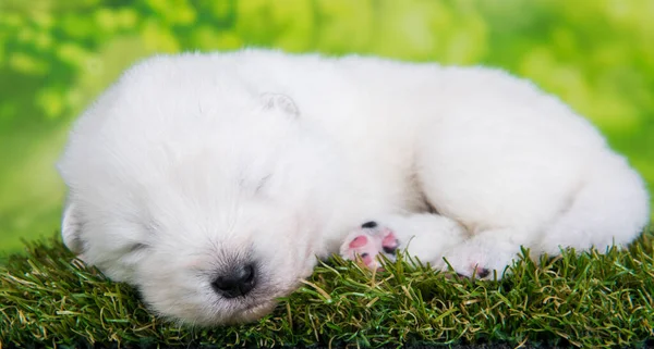 Білий Пухнастий Маленький Самогубний Цуценячий Собака Два Тижні Фоні Зеленої — стокове фото