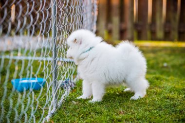 Bahçedeki yeşil çimlerin üzerinde Komik Samoylu köpek yavrusu