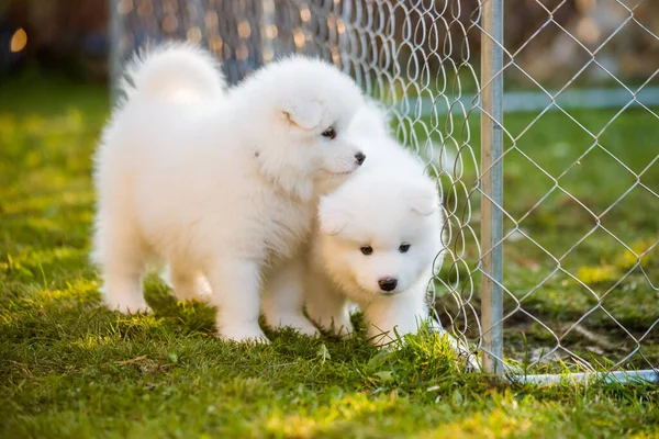 Roliga Fluffiga Vita Samojade Valpar Hundar Leker — Stockfoto