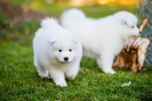 Divertido Esponjoso Blanco Samoyed Cachorros Perros Están Jugando —  Fotos de Stock
