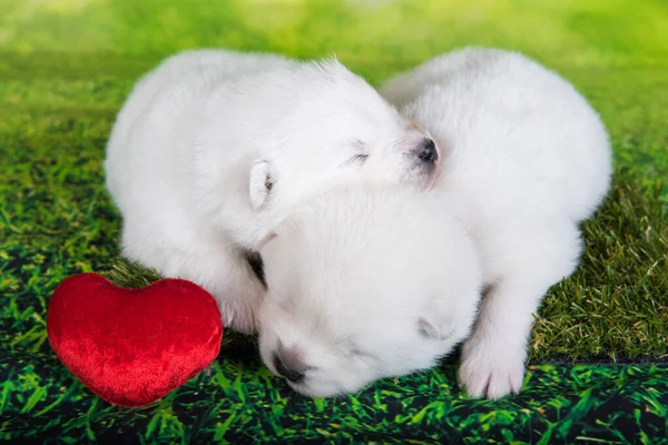 Два Белых Пушистых Маленьких Самоед Щенков Собаки Лежат Зеленом Фоне — стоковое фото