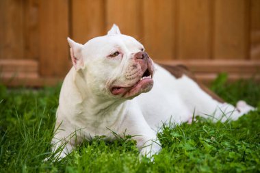 Beyaz Amerikalı zorba dişi köpek yeşil çimlerin üzerinde. Küçük, kaslı, orta boy bir köpek.