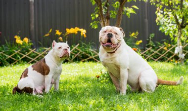 İki köpek güçlü beyaz Amerikan Bulldog erkeği ve Amerikalı kabadayı dişi köpek açık havada.
