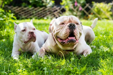 İki köpek güçlü beyaz Amerikan Bulldog erkeği ve Amerikalı kabadayı dişi köpek açık havada.