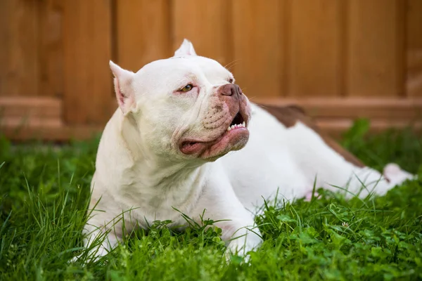 Fehér Amerikai Bully Nőstény Kutya Zöld Füvön Közepes Méretű Kutya — Stock Fotó