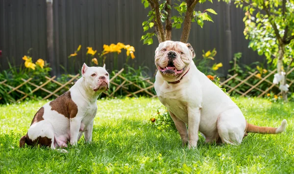 Двоє Собак Сильний Білий Американець Булдог Американська Хуліганка — стокове фото