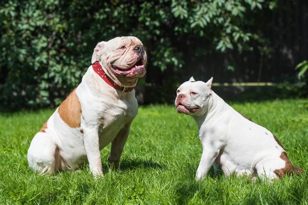 Δύο Σκυλιά Ισχυρή White American Bulldog Αρσενικό Και Αμερικανικό Bully — Φωτογραφία Αρχείου
