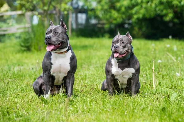 Μπλε Μαλλιά American Staffordshire Terrier Και American Bully Σκυλιά Θηλυκό — Φωτογραφία Αρχείου