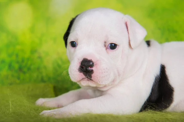 Beyaz Önlüklü Amerikan Zorba Köpek Yavrusunun Portresi Yeşil Arka Planda — Stok fotoğraf
