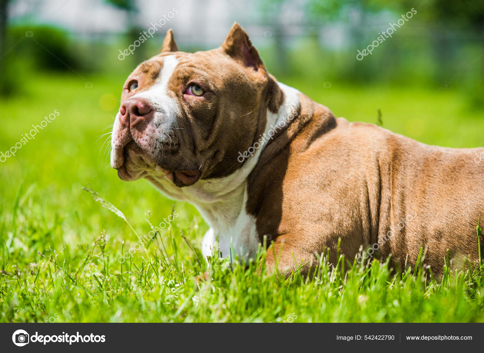 Chocolate American Bulldog Johnson Bulldog Pups American Bulldog