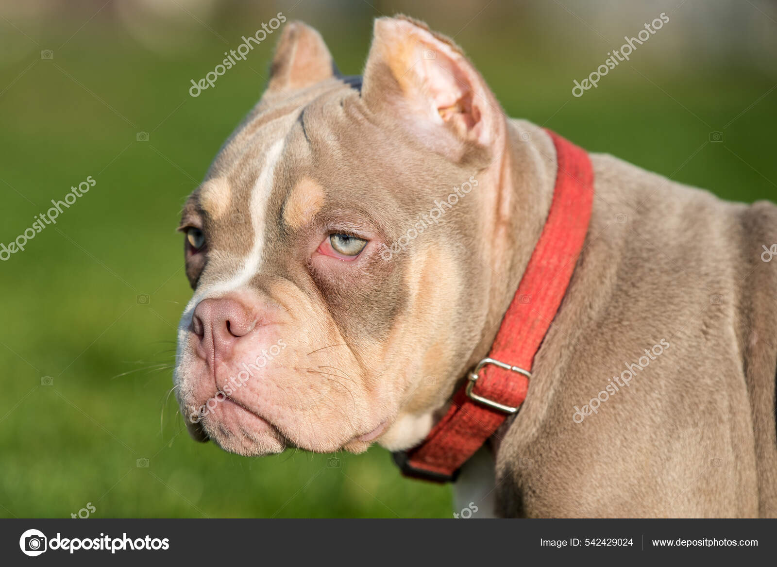 American bully cheap pocket lilac