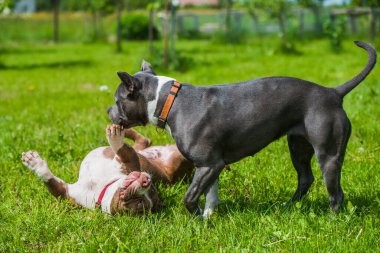 Kadın Mavi saçlı Amerikan Staffordshire Terrier köpeği ve çikolata kahverengi Amerikan Bully köpeği doğada oynuyor.