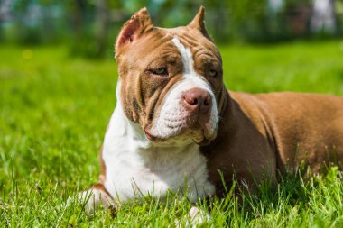 Çikolata rengi Amerikan Bully köpeği yeşil çimlerin üzerinde. Kaslı vücutlu orta boy bir köpek.