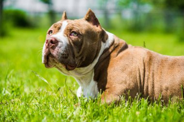 Çikolata rengi Amerikan Bully köpeği yeşil çimlerin üzerinde. Kaslı vücutlu orta boy bir köpek.